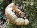 Pseudoinonotus dryadeus-amf1560-2